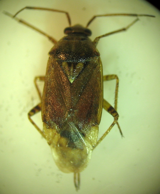 Lygus rugulipennis - molyhos mezeipoloska