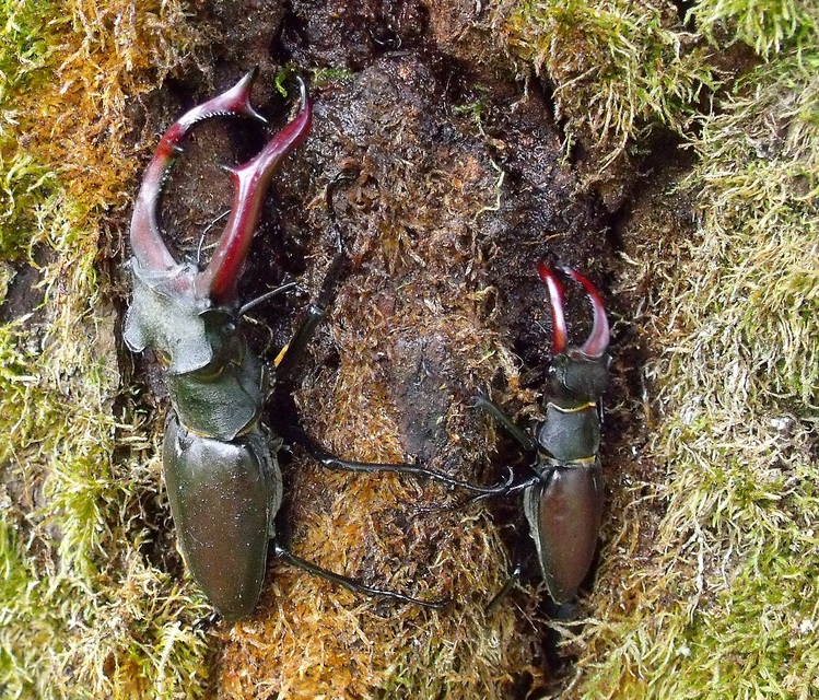 Lucanus cervus - nagy szarvasbogár