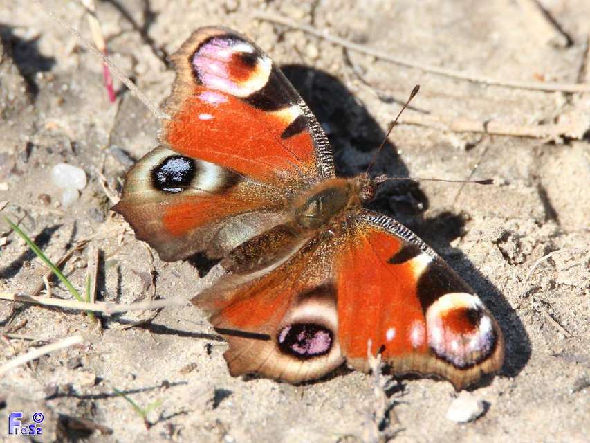 Nymphalis io - nappali pávaszem