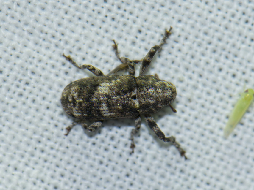 Gasterocercus depressirostris - laposorrú ormányos