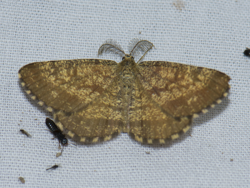 Ematurga atomaria - barna rétiaraszoló
