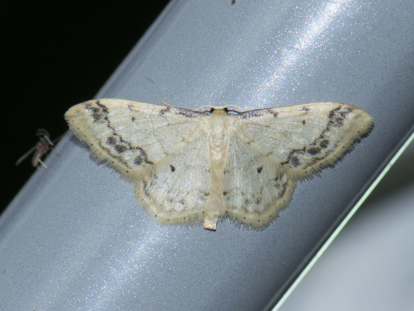 Idaea trigeminata - csúcsfoltos apróaraszoló