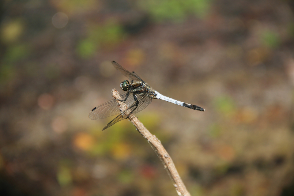 Orthetrum albistylum - fehérfarkú pásztorszitakötő