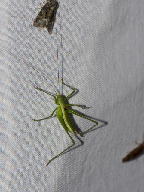 Leptophyes boscii - sárgászöld virágszöcske Leptophyes boscii - sárgászöld virágszöcske
