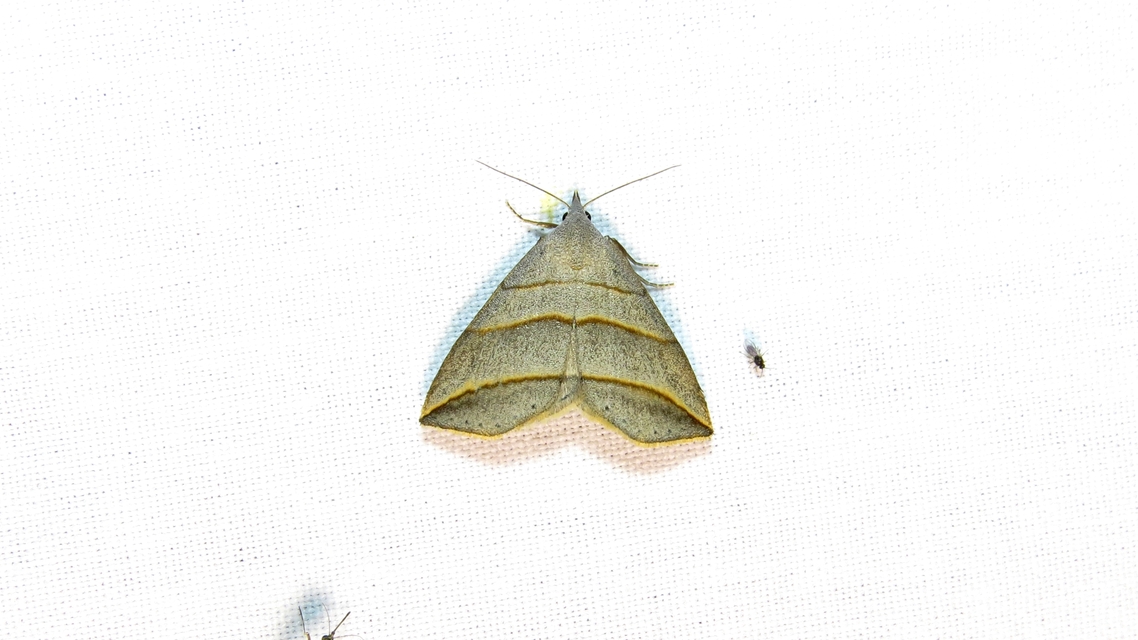Colobochyla salicalis - háromsávos törpebagoly
