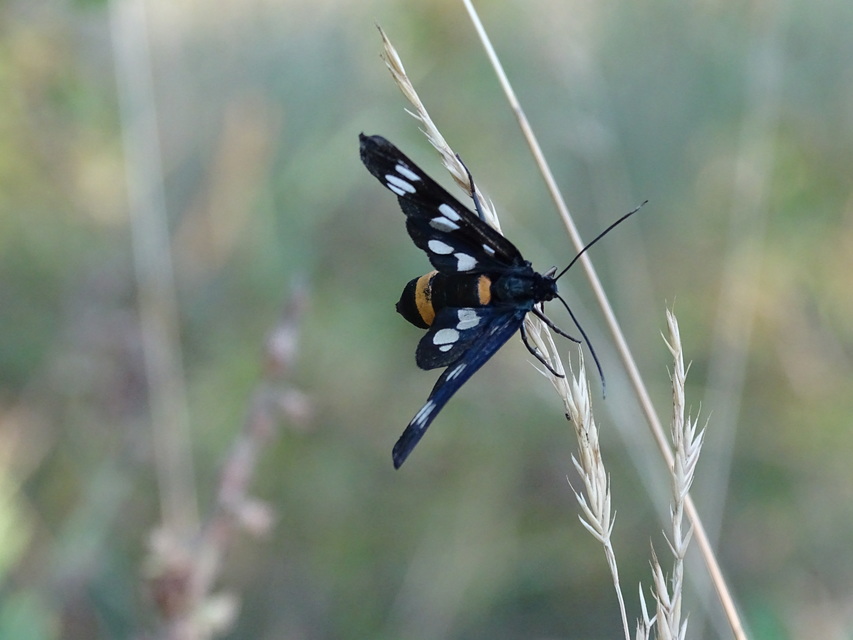 Amata phegea - fehérpettyes álcsüngőlepke