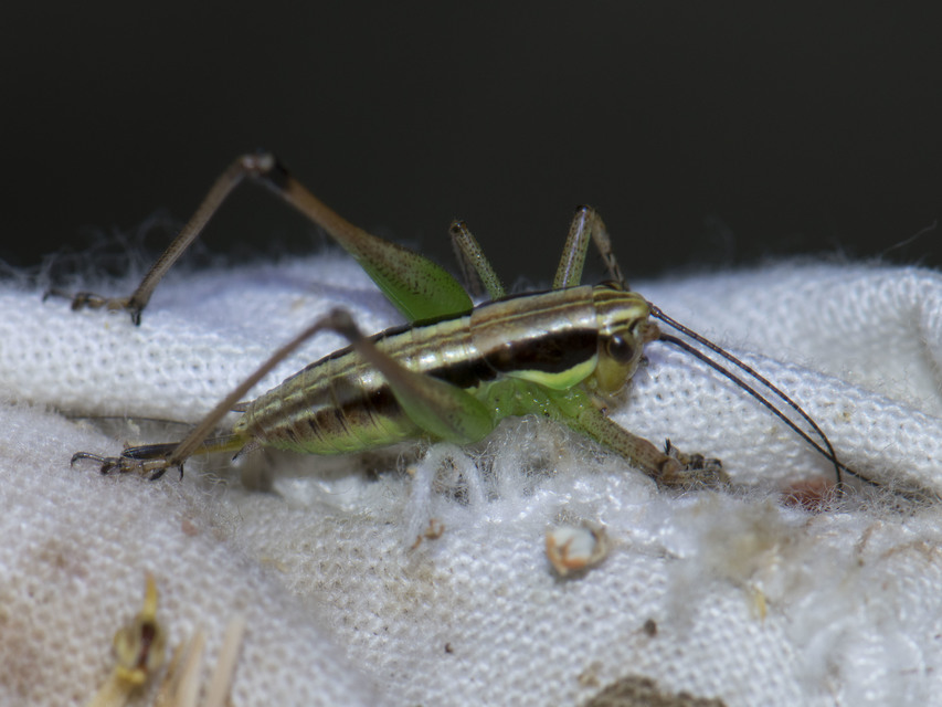 Pachytrachis gracilis - karcsú szöcske Pachytrachis gracilis - karcsú szöcske