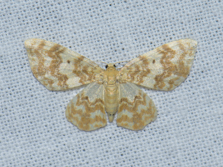 Hydrelia flammeolaria - narancssárga araszoló
