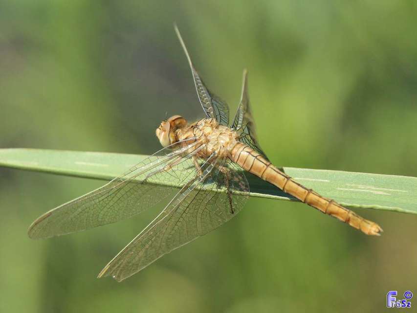 Orthetrum brunneum - pataki pásztorszitakötő