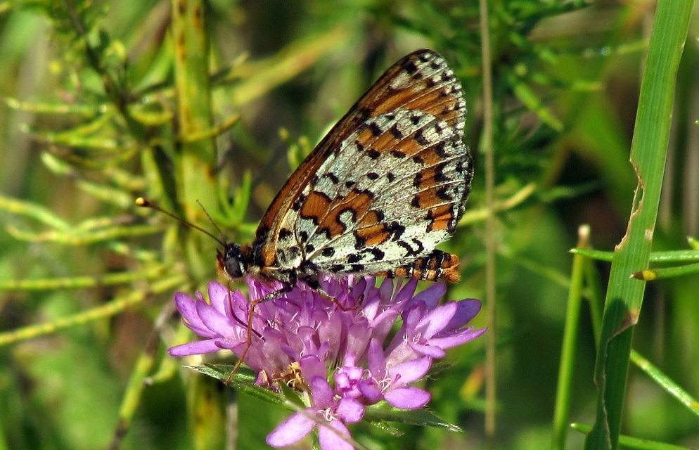 Melitaea didyma - tüzes tarkalepke