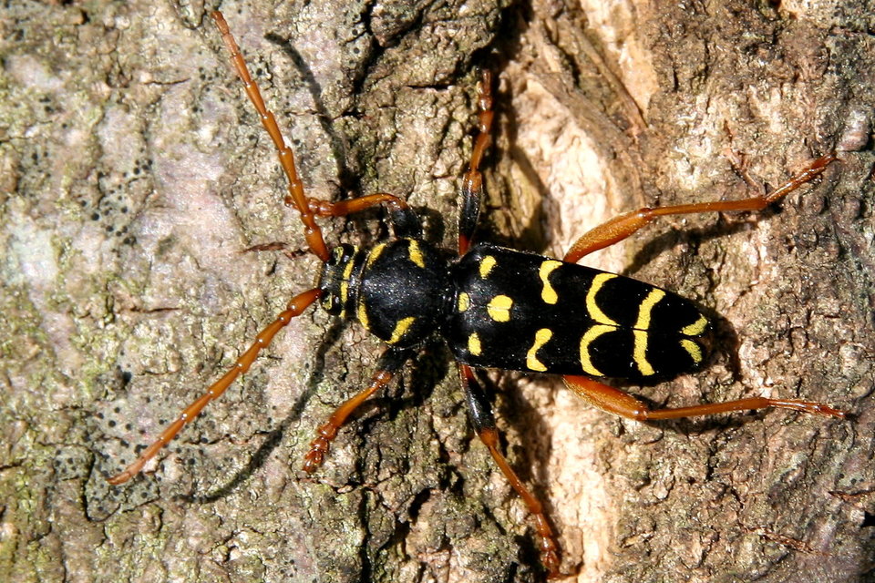 Plagionotus arcuatus - bársonyos darázscincér