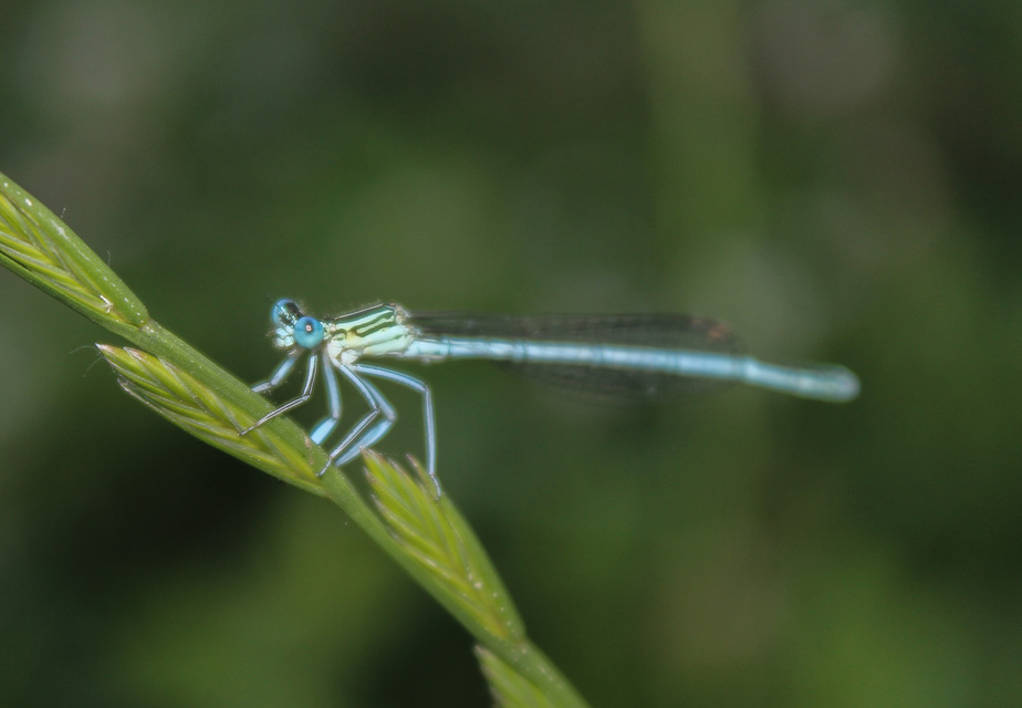 Platycnemis pennipes - széleslábú szitakötő