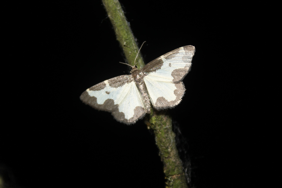 Lomaspilis marginata - szegélyes nyárfaaraszoló
