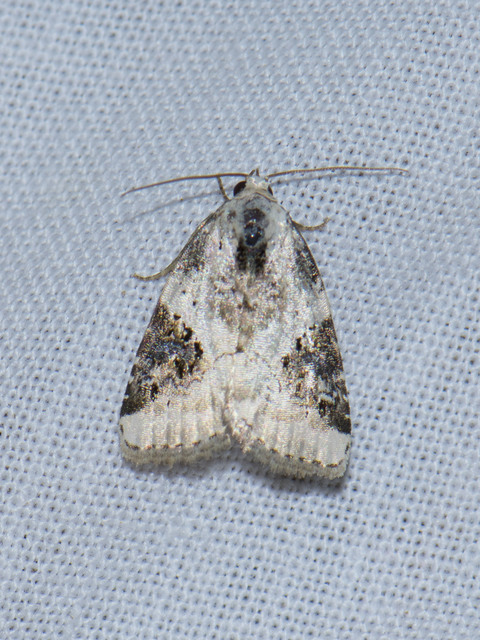 Pseudeustrotia candidula - fehéres apróbagoly