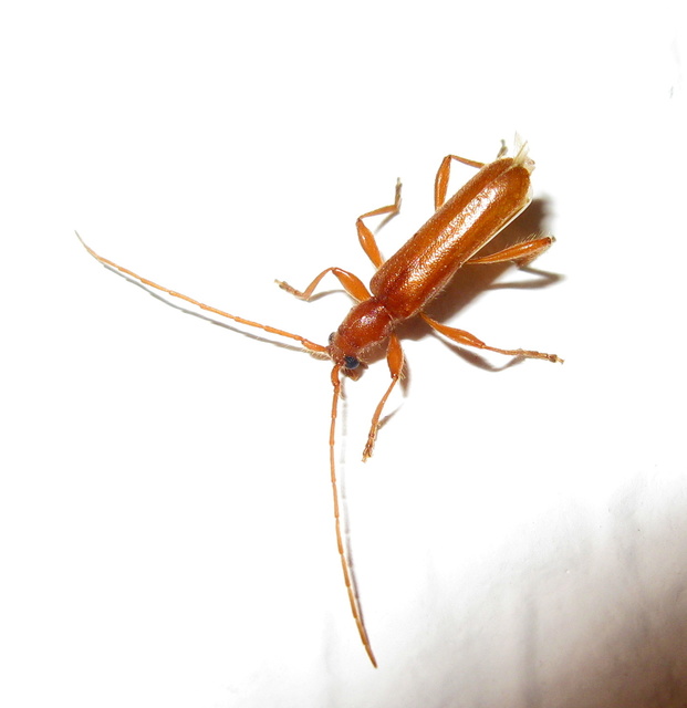 Axinopalpis gracilis - kecses selymescincér