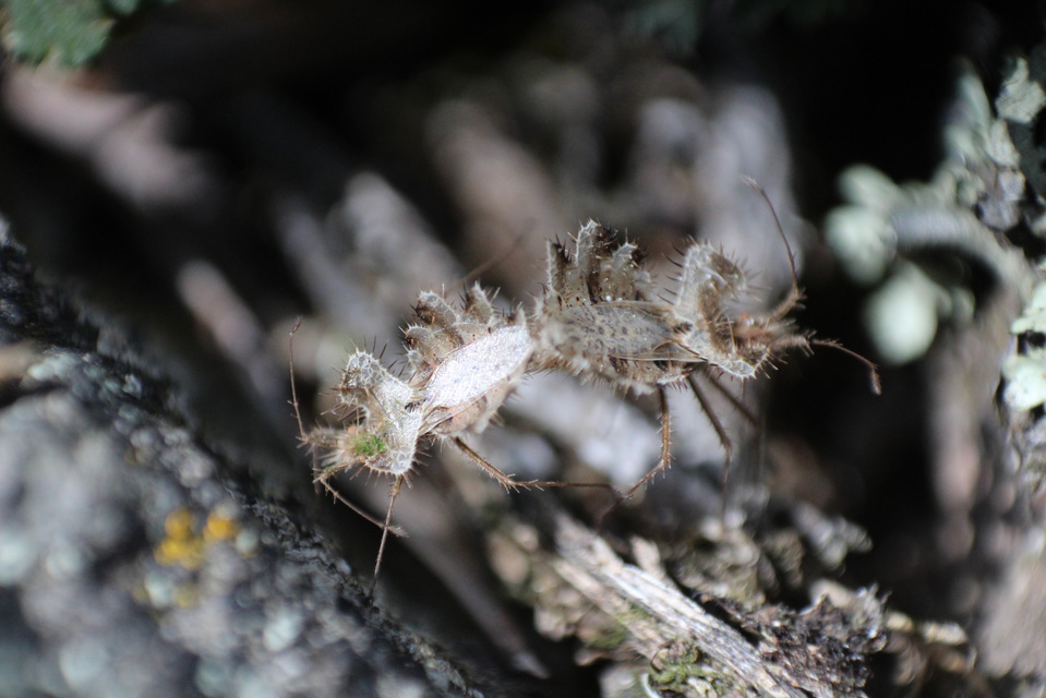 Phyllomorpha laciniata - lándzsás karimáspoloska