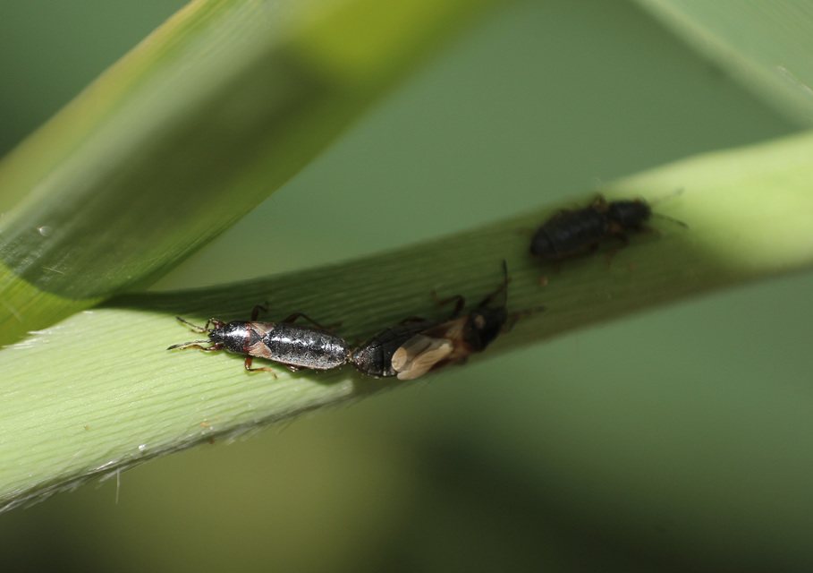 Dimorphopterus blissoides - keleti karcsúbodobács
