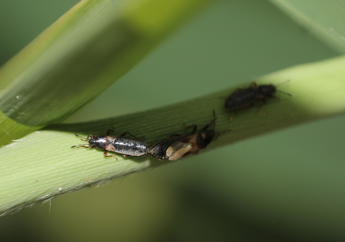 Dimorphopterus blissoides - keleti karcsúbodobács