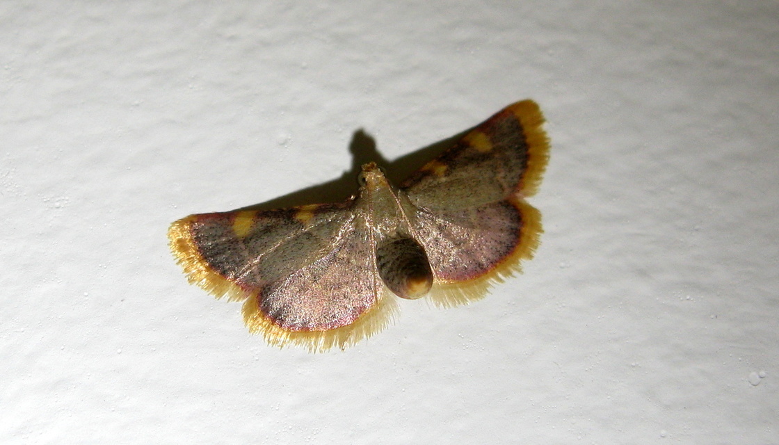 Hypsopygia costalis - szénailonca