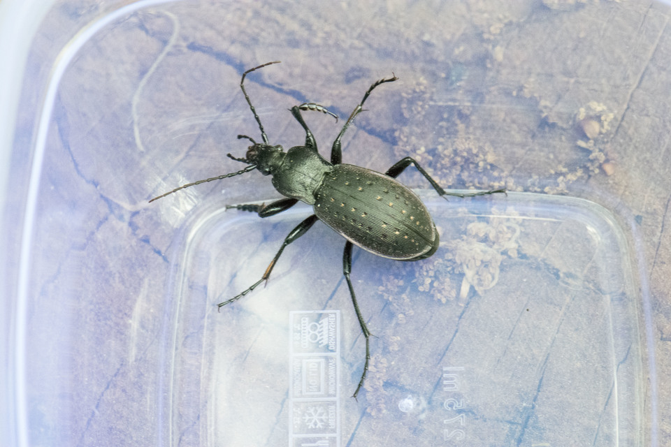 Carabus hortensis - aranypettyes futrinka Carabus hortensis - aranypettyes futrinka