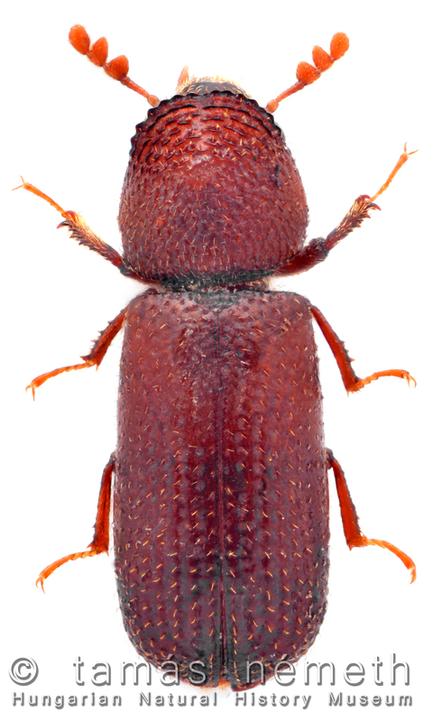 Rhyzopertha dominica - gabonacsuklyásszú