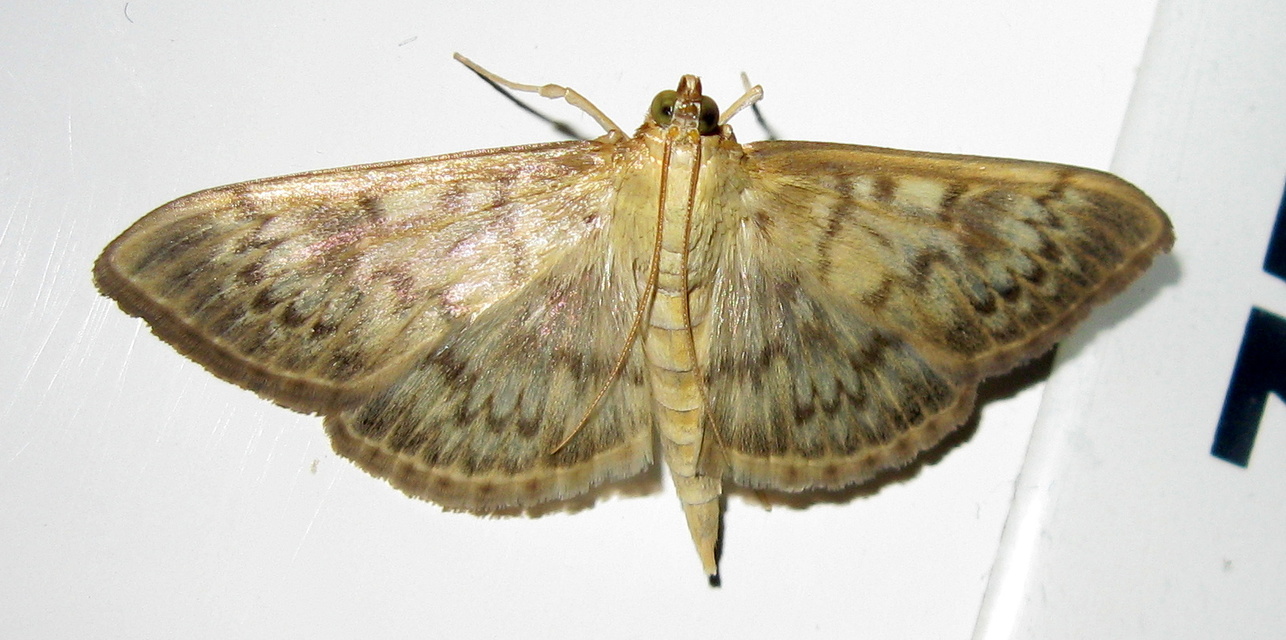 Patania ruralis - csalánevő tűzmoly