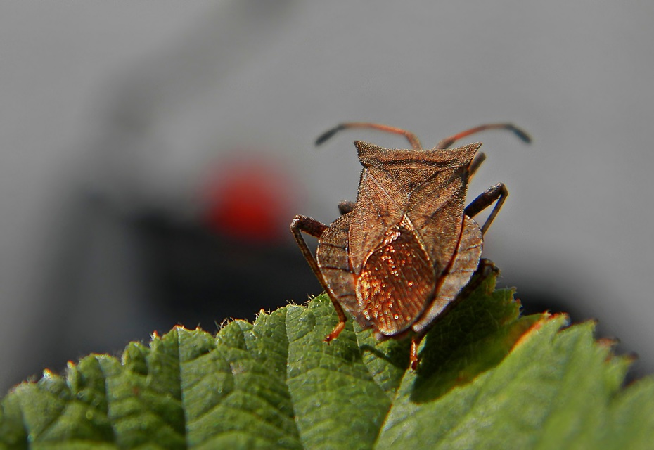 Coreus marginatus - közönséges karimáspoloska