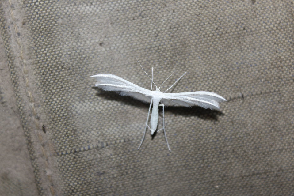 Pterophorus pentadactyla - fehér tollasmoly