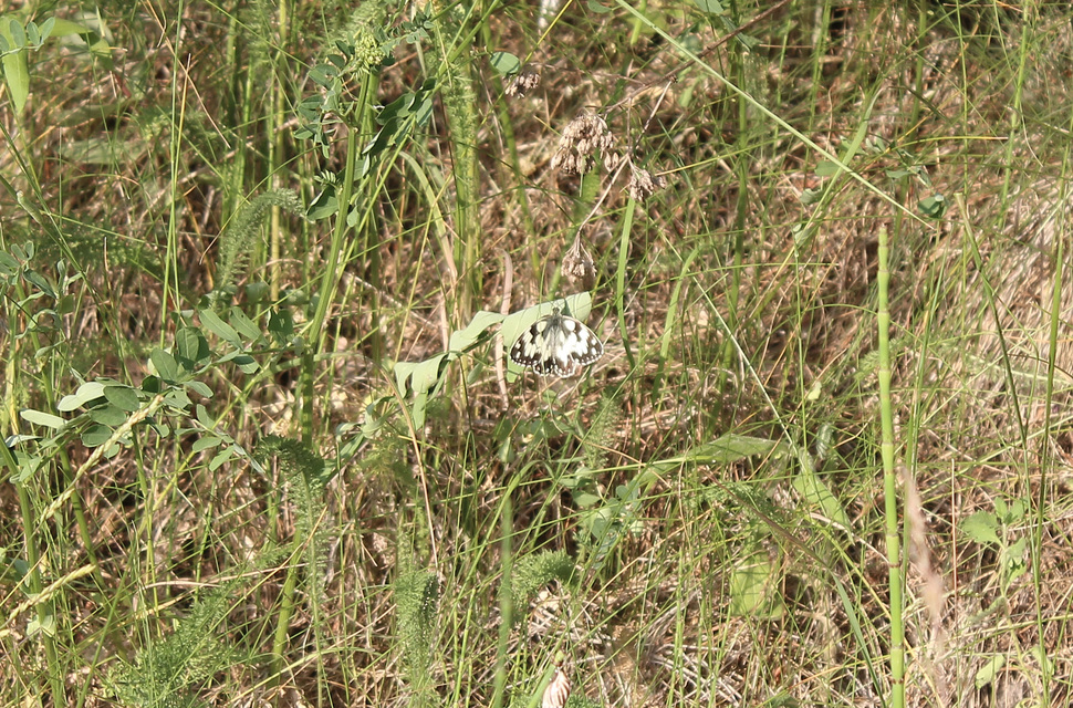 Melanargia galathea - sakktáblalepke