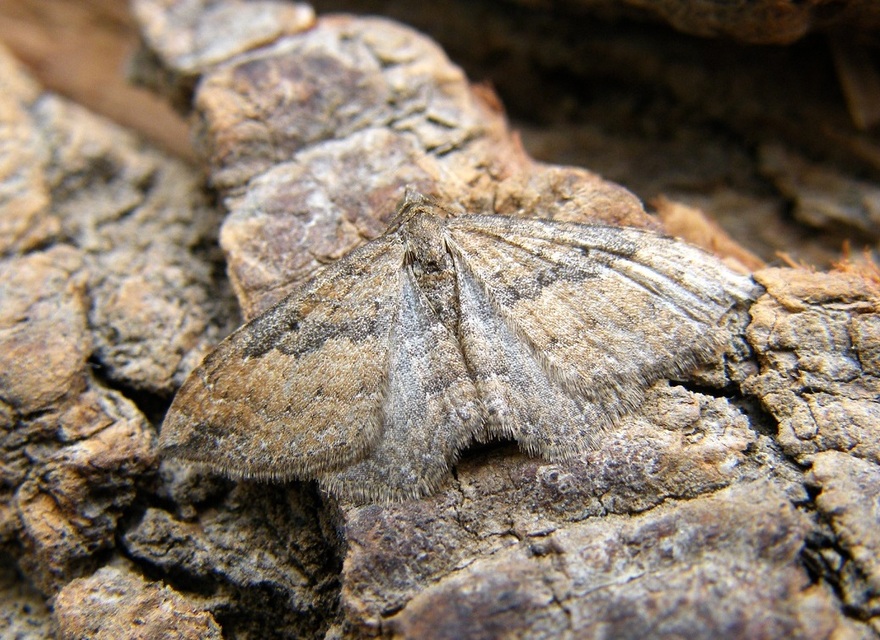 Orthonama obstipata - vándoraraszoló