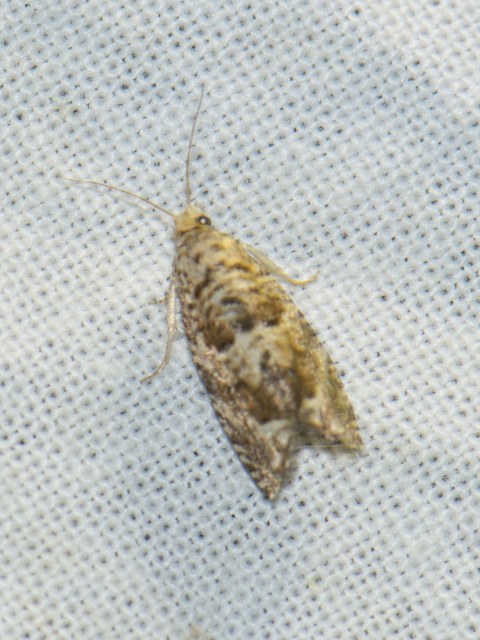 Olethreutinae