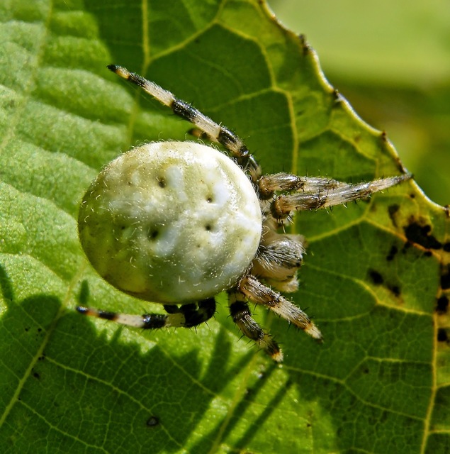 Araneus quadratus - négyes keresztespók