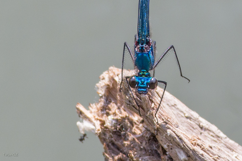 Calopteryx splendens - sávos szitakötő