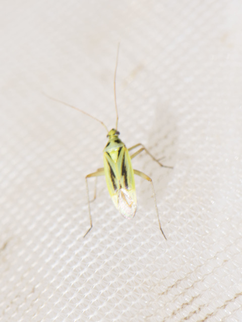 Stenotus binotatus - kétfoltos mezeipoloska