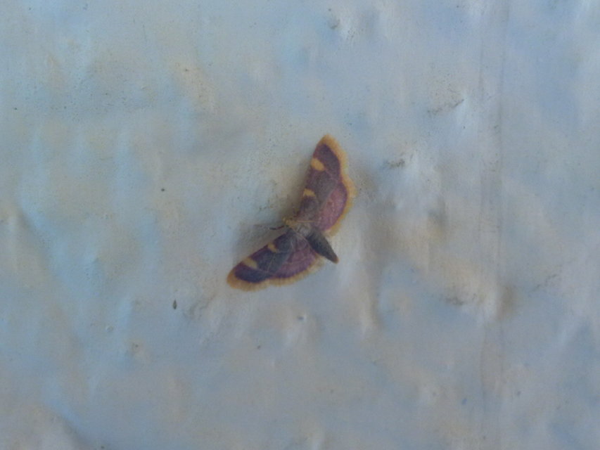 Hypsopygia costalis - szénailonca