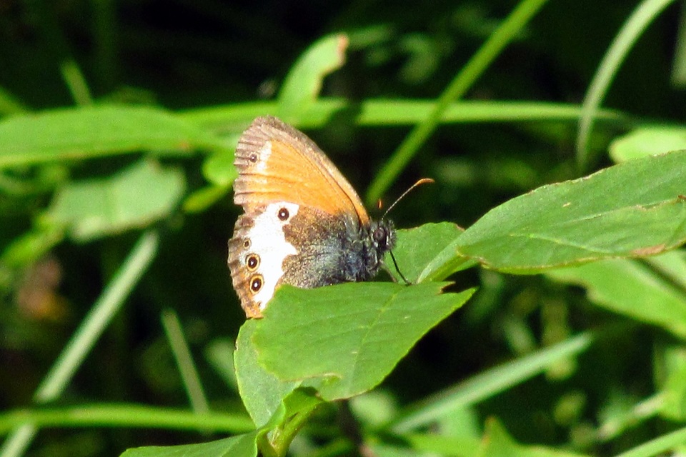 Coenonympha arcania - fehéröves szénalepke
