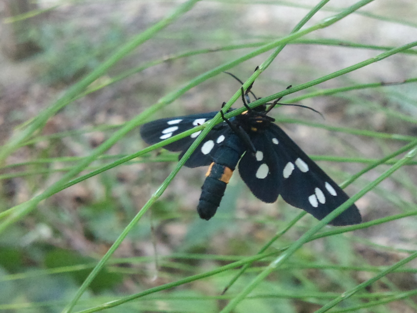 Amata phegea - fehérpettyes álcsüngőlepke