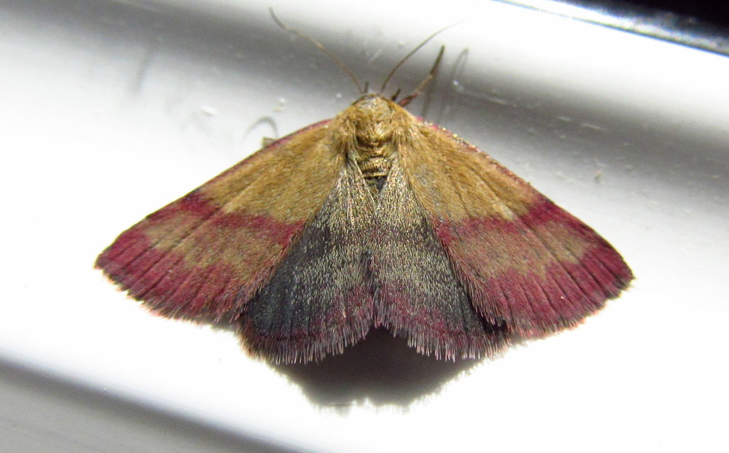 Phytometra viridaria - pirossávos bagoly