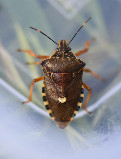 Pinthaeus sanguinipes Pinthaeus sanguinipes