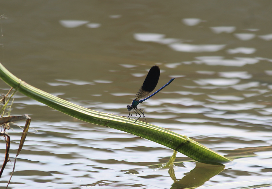 Calopteryx splendens - sávos szitakötő