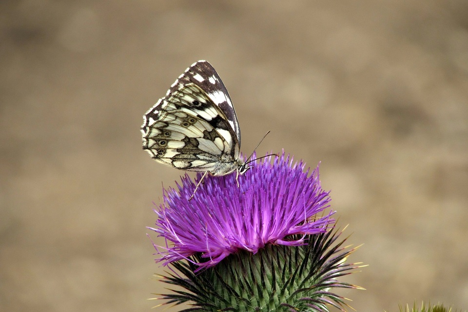 Melanargia galathea - sakktáblalepke