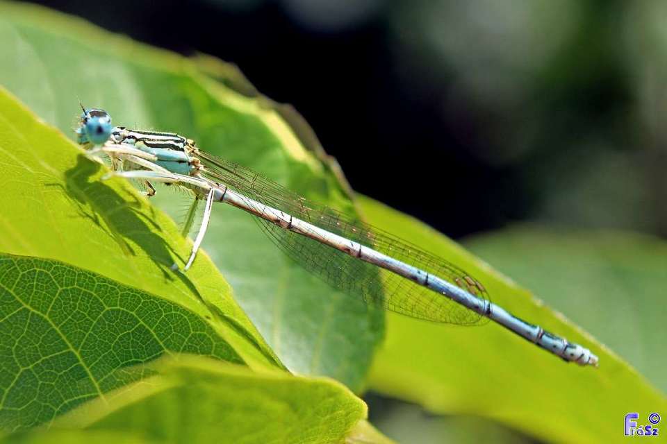 Platycnemis pennipes - széleslábú szitakötő