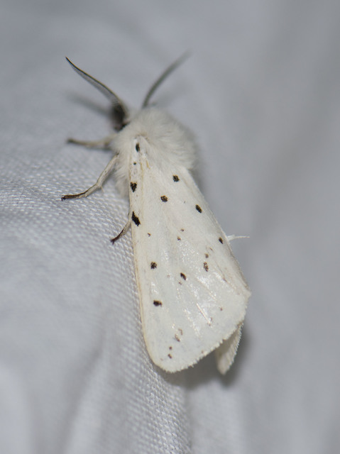 Spilosoma lubricipedum - tejszínű medvelepke