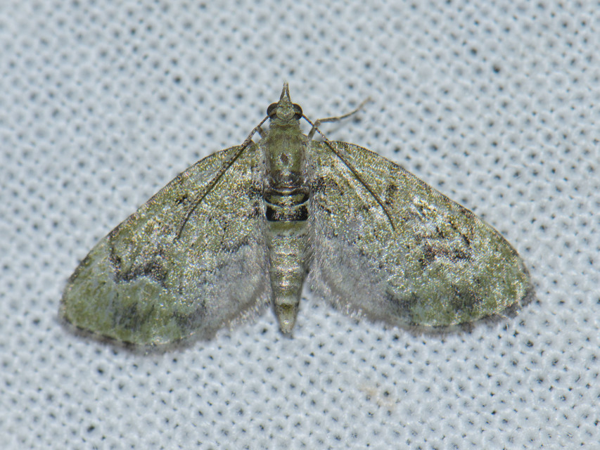 Chloroclystis v-ata - zöldes törpearaszoló
