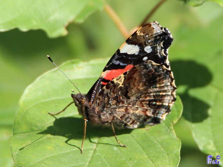 Vanessa atalanta - atalantalepke