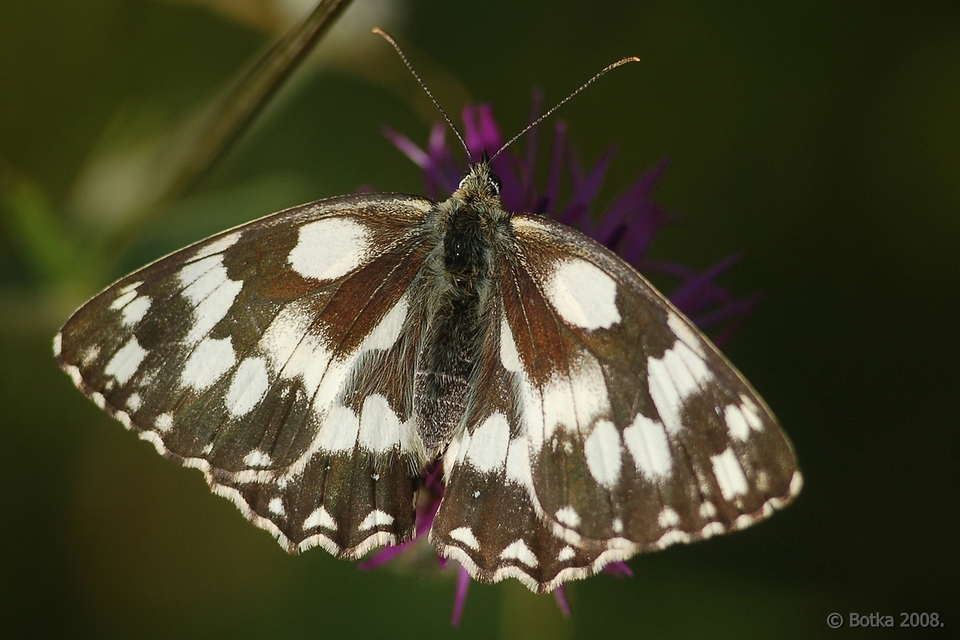 Melanargia galathea - sakktáblalepke