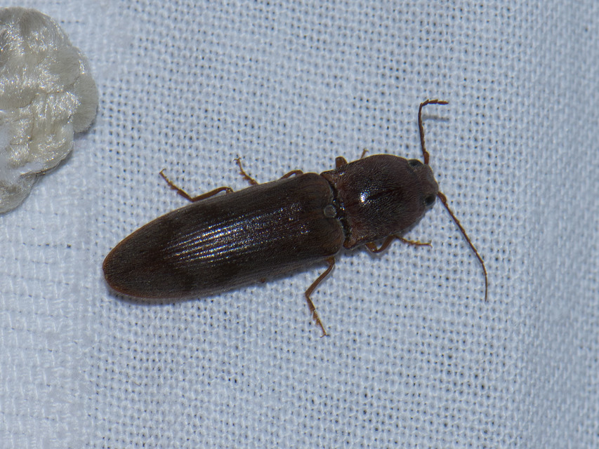 Stenagostus rhombeus - rombusznyakú pattanó