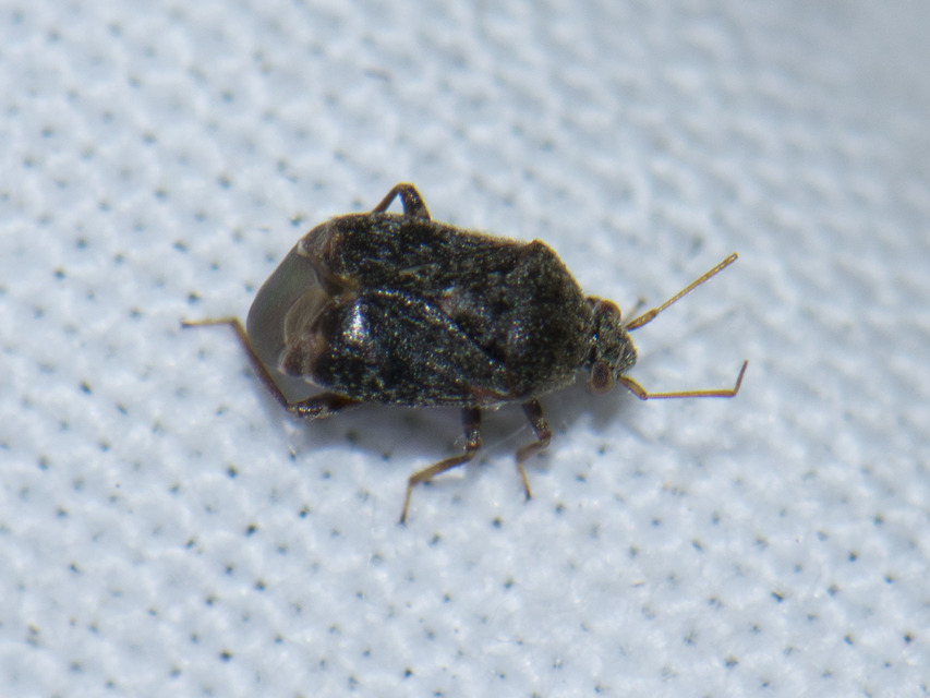 Charagochilus gyllenhalii - kis cigány-mezeipoloska