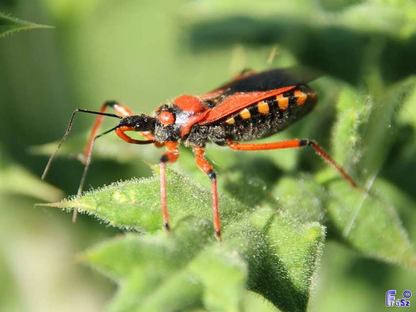 Rhynocoris iracundus - közönséges gyilkospoloska