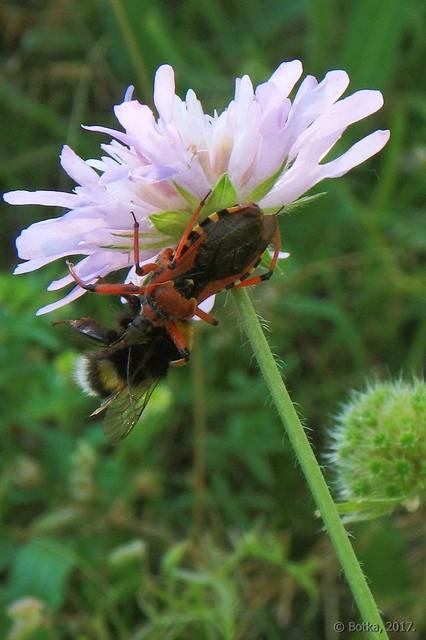 Rhynocoris iracundus - közönséges gyilkospoloska